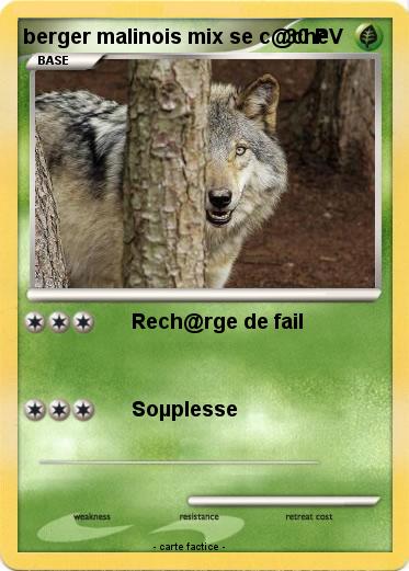 Pokemon berger malinois mix se c@che