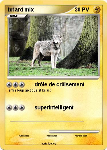 Pokemon briard mix