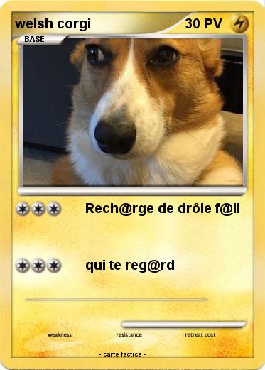 Pokemon welsh corgi