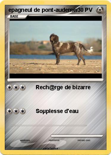 Pokemon epagneul de pont-audemer