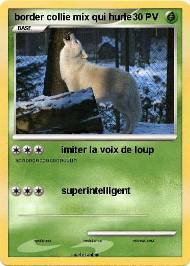 Pokemon border collie mix qui hurle