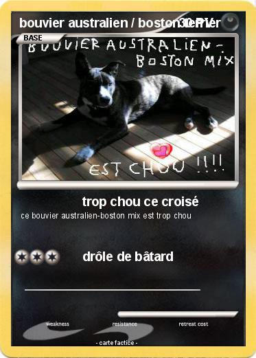 Pokemon bouvier australien / boston terrier