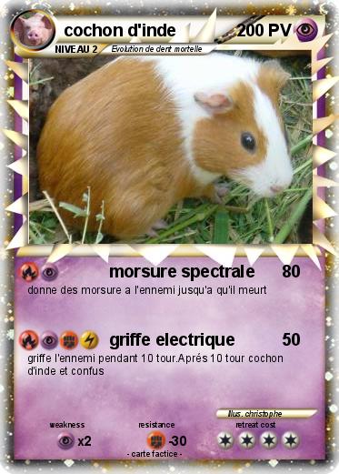 Pokemon cochon d'inde