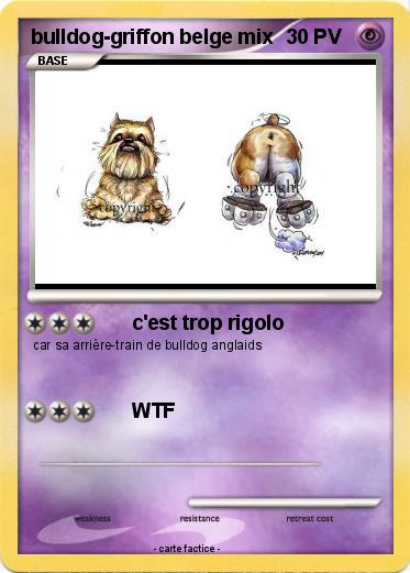 Pokemon bulldog-griffon belge mix