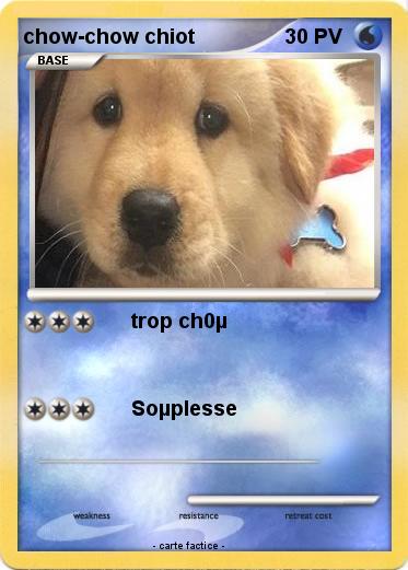 Pokemon chow-chow chiot