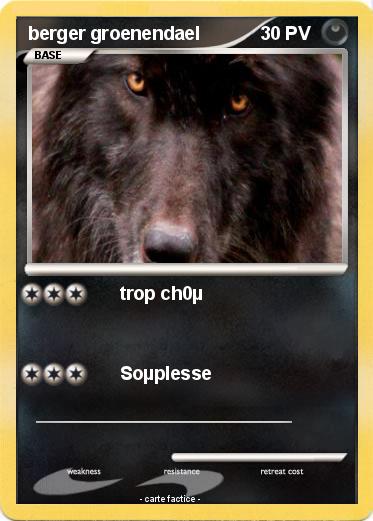 Pokemon berger groenendael