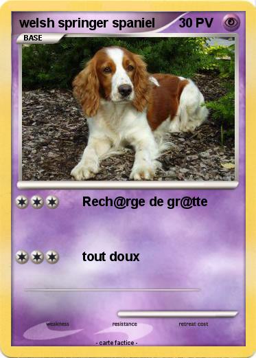 Pokemon welsh springer spaniel