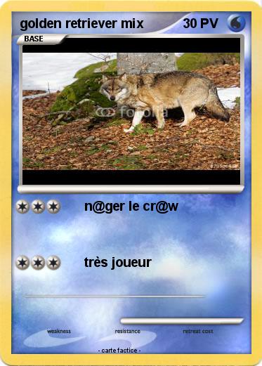 Pokemon golden retriever mix