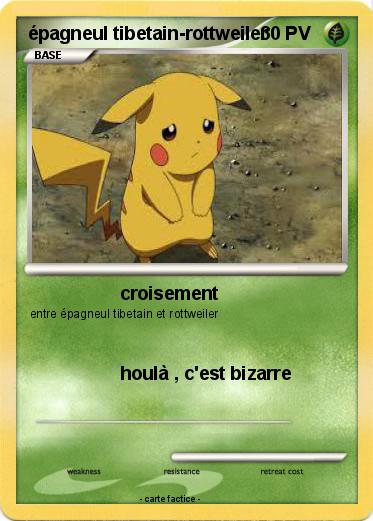 Pokemon épagneul tibetain-rottweiler