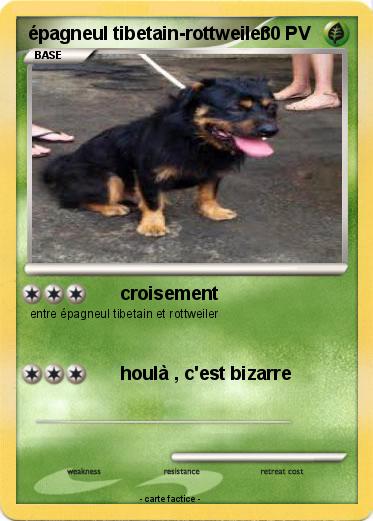 Pokemon épagneul tibetain-rottweiler