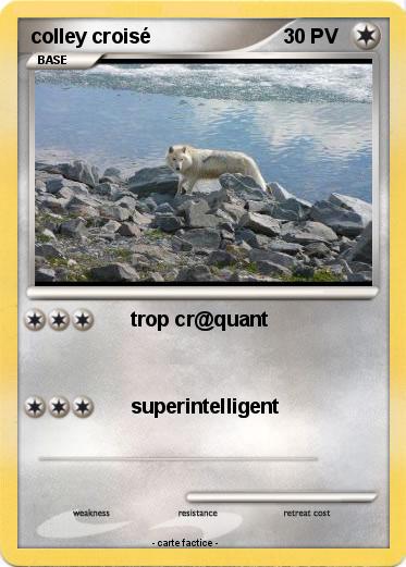 Pokemon colley croisé