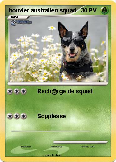 Pokemon bouvier australien squad