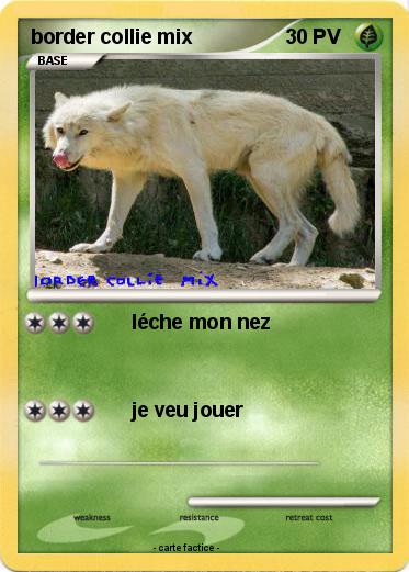 Pokemon border collie mix