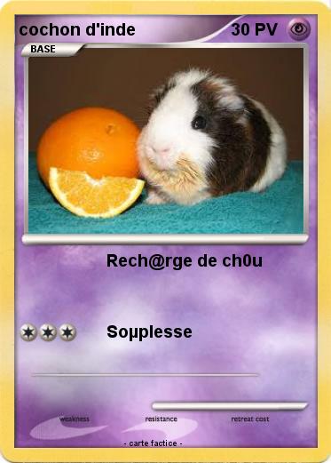 Pokemon cochon d'inde