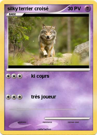 Pokemon silky terrier croisé