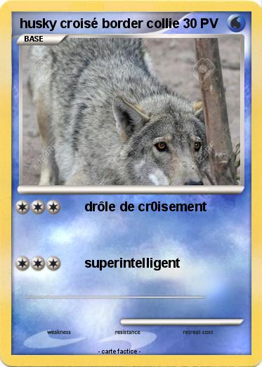 Pokemon husky croisé border collie