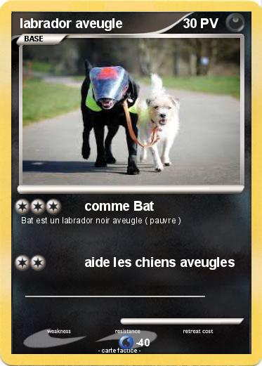 Pokemon labrador aveugle