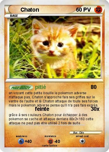 Pokemon Chaton