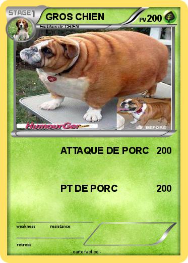 Pokemon GROS CHIEN