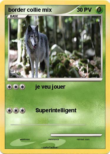 Pokemon border collie mix