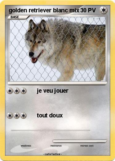 Pokemon golden retriever blanc mix