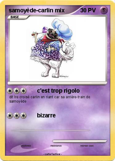 Pokemon samoyède-carlin mix