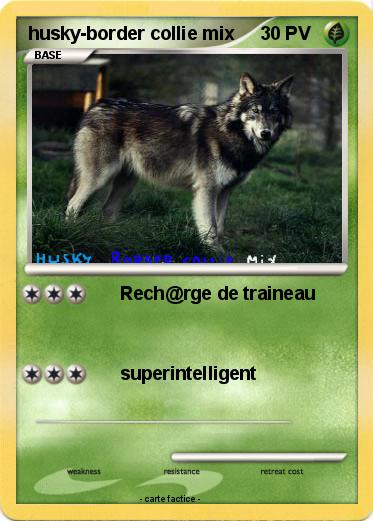 Pokemon husky-border collie mix