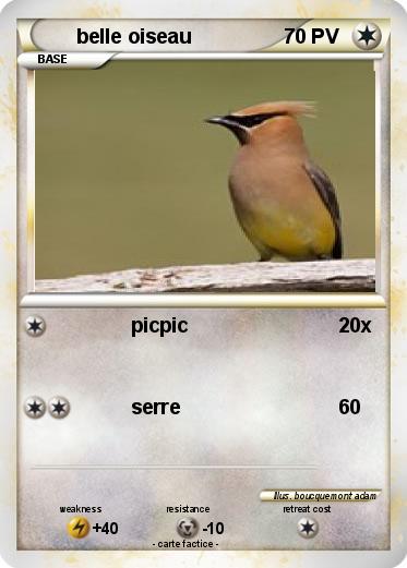 Pokemon belle oiseau