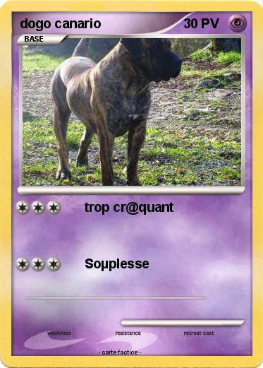 Pokemon dogo canario