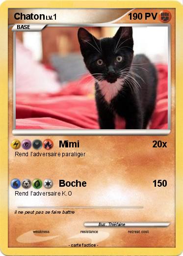 Pokemon Chaton