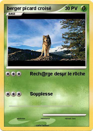 Pokemon berger picard croisé