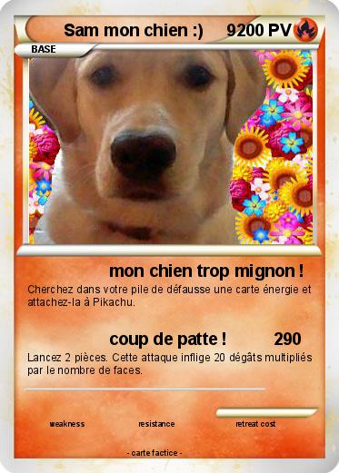 Pokemon Sam mon chien :)     9
