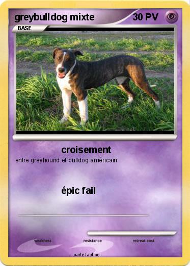 Pokemon greybulldog mixte