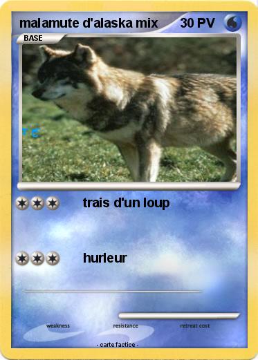 Pokemon malamute d'alaska mix