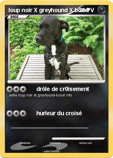 Pokemon loup noir X greyhound X boxer