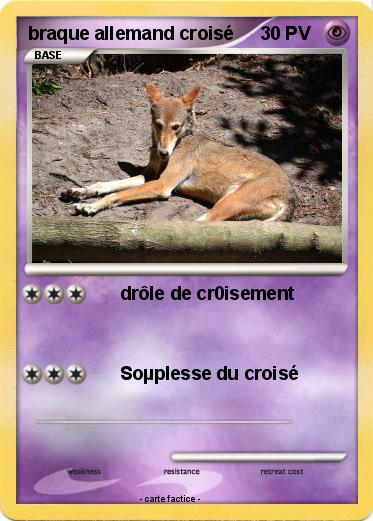 Pokemon braque allemand croisé