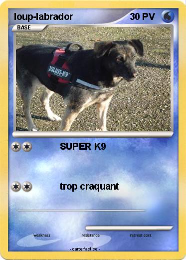 Pokemon loup-labrador