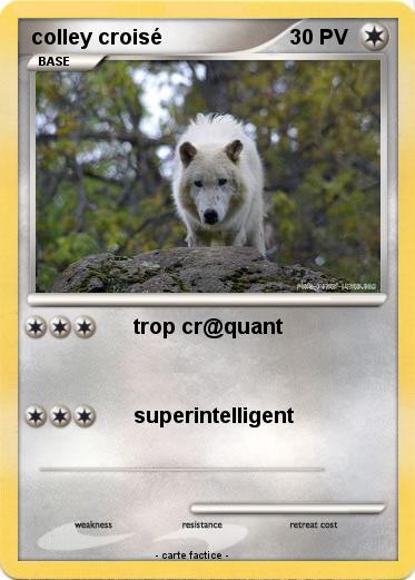 Pokemon colley croisé