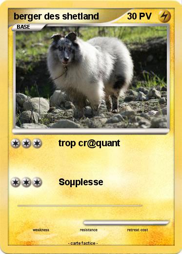 Pokemon berger des shetland