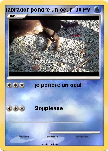 Pokemon labrador pondre un oeuf