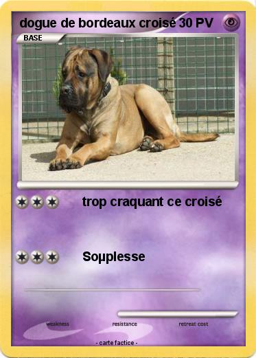 Pokemon dogue de bordeaux croisé