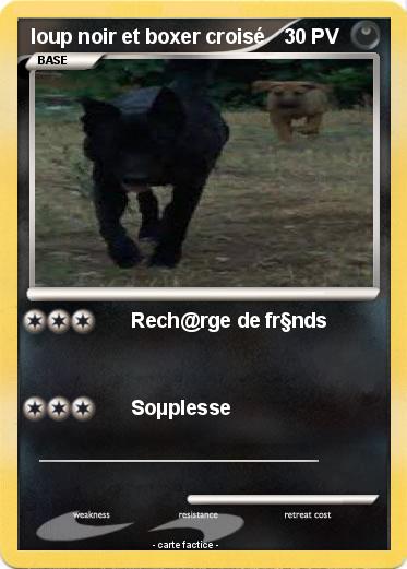 Pokemon loup noir et boxer croisé