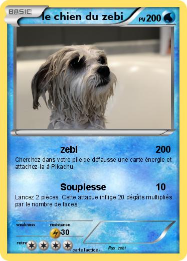 Pokemon le chien du zebi