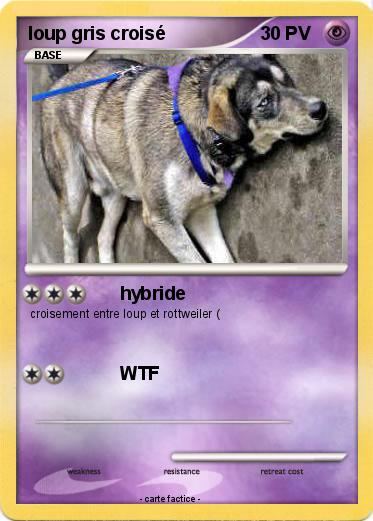 Pokemon loup gris croisé