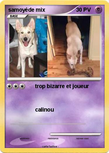 Pokemon samoyède mix