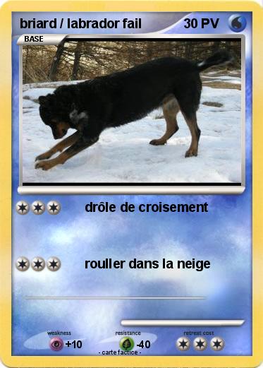 Pokemon briard / labrador fail