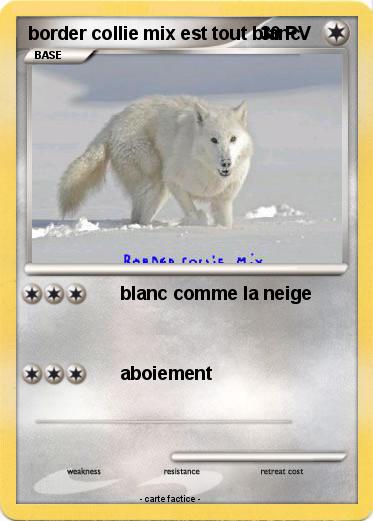 Pokemon border collie mix est tout blanc