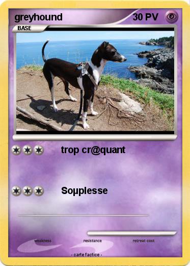 Pokemon greyhound