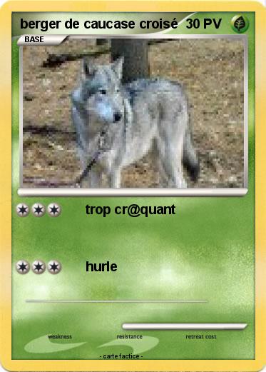 Pokemon berger de caucase croisé