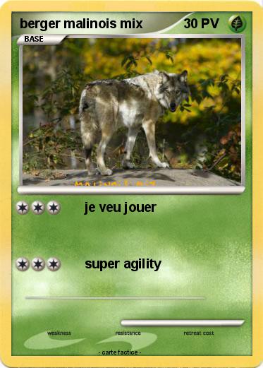 Pokemon berger malinois mix